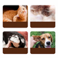 📢📢 BUY 2 GET 1 FREE 🐱🐶Ear Cleaner with Tea Tree Oil for Cats & Dogs | Gentle • Effective • Soothes Itching