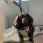 🏆 Last Day Special Price ＄9.99! 🔥Buy more save more🎁2-in-1 Dog Car Seat Belt & Walking Leash
