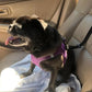 🏆 Last Day Special Price ＄9.99! 🔥Buy more save more🎁2-in-1 Dog Car Seat Belt & Walking Leash