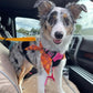 🏆 Last Day Special Price ＄9.99! 🔥Buy more save more🎁2-in-1 Dog Car Seat Belt & Walking Leash