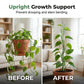 🌱 Plant Support Stake – Help Your Vines Grow Beautifully ✨