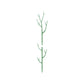 🌱 Plant Support Stake – Help Your Vines Grow Beautifully ✨
